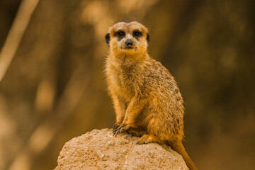 Fototapeta premium Attentive Meerkat Perched: A curious meerkat sits perched atop a rock, eyes fixed forward with unwavering focus and alertness. This image conveys a sense of vigilance and keen observation.