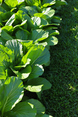 Mature Bok Choy ready for a fresh vegetable harvest