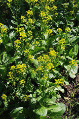Choy Sum or Flowering Pak Choi