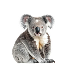Naklejka premium A close-up portrait of a koala sitting calmly against a plain background. its distinctive features. perfect for educational materials or wildlife photography