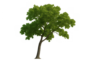 Green deciduous tree with a strong trunk and full canopy of fresh leaves, providing abundant shade, isolated on a transparent background