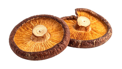 Fototapeta premium Two shiitake mushrooms, gills facing upward