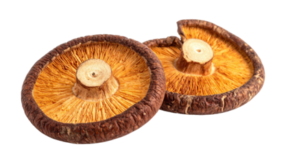 Two shiitake mushrooms, gills facing upward