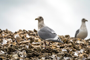 Birds in Tillamook,  Kilchis Point Reserve in Bay City, Oregon