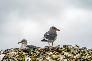 Birds in Tillamook,  Kilchis Point Reserve in Bay City, Oregon