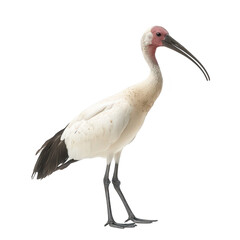A solitary white ibis stands gracefully on a neutral background. its elegant posture and distinctive features. ideal for wildlife photography or educational content
