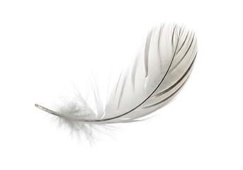 Delicate white feather curves gently against a pure white background, showcasing fragility