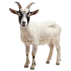 Fototapeta premium A playful young goat stands confidently against a plain white background. its unique black and white markings. with an inquisitive expression. ideal for animal-themed projects