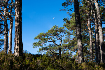 Scottish Pine Trees in Scots Pine Forest in Glen Affric National Nature Reserve, with moon above in...