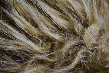 Fur texture and color in natural light