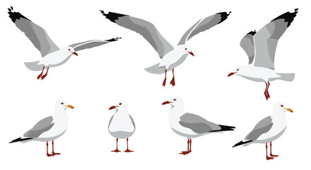 Obraz premium Collection of realistic seagull illustrations in various poses, including standing, walking, and flying with wings spread open wide.