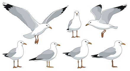 Obraz premium Set of realistic seagull illustrations showing the sea bird in various poses, such as standing, walking, and flying with open wings.