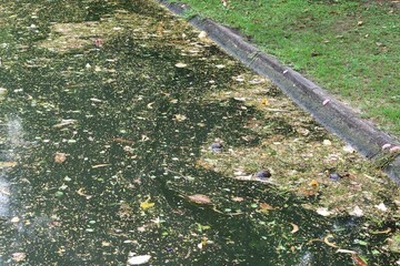 Pollution dirty water pond, garbage floating in water