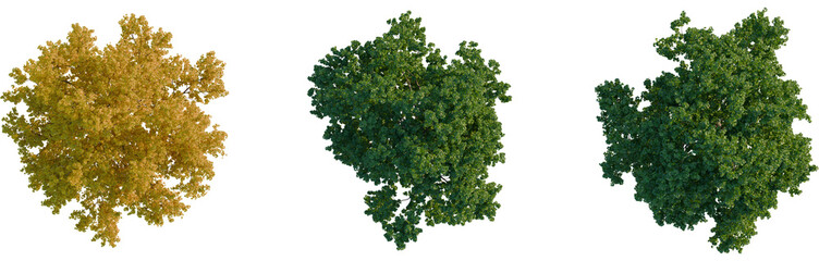 Acer campestre tree plan, top view, cutout, transparent background, isolate, Autumn foliage background, vibrant fall colors, seasonal change, beautiful landscape, golden hues