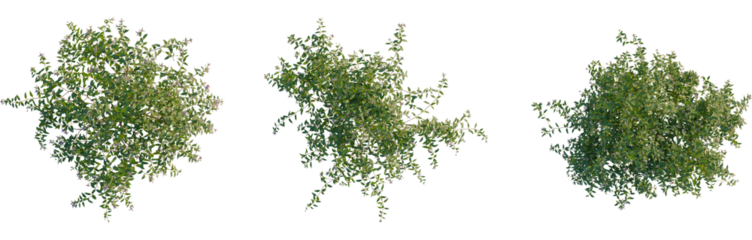 Fuchsia magellanica tree plan, top view, cutout, transparent background, isolate, Young girl enjoying a summer day in a field of wildflowers, childhood joy, carefree, nature