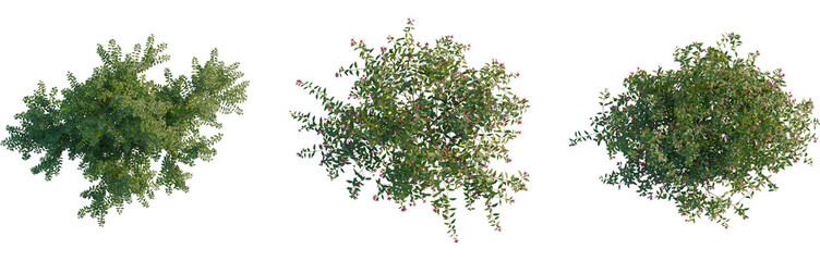 Fuchsia magellanica tree plan, top view, cutout, transparent background, isolate, Beautiful red flowers bloom in a lush tropical garden, vibrant nature, floral detail, springtime