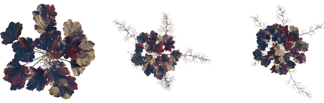 Heuchera micrantha tree plan, top view, cutout, transparent background, isolate, Close-up of a vibrant red and purple hydrangea flower, beautiful floral detail, nature