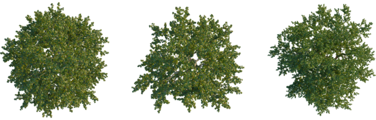 Platanus occidentalis tree plan, top view, cutout, transparent background, isolate, Lush green forest landscape, dense foliage, vibrant nature, tranquil scene, peaceful woodland environment