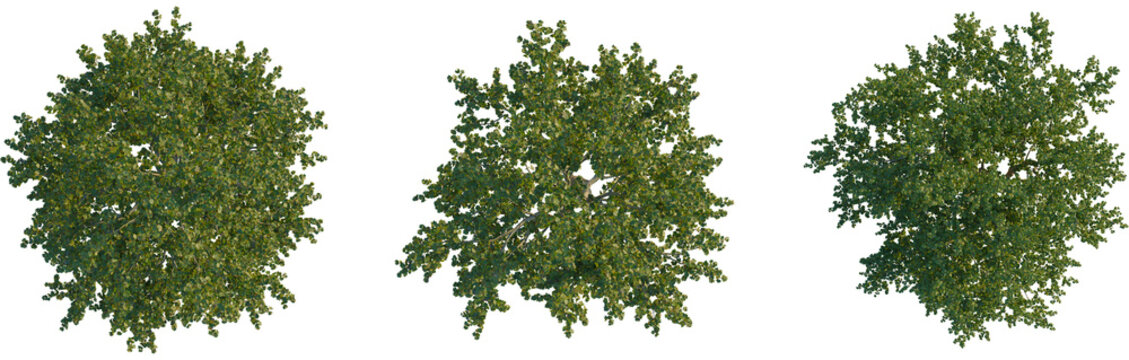 Platanus occidentalis tree plan, top view, cutout, transparent background, isolate, Lush green forest landscape, dense foliage, vibrant nature, tranquil scene, peaceful woodland environment