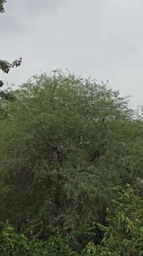 Giant Honey Mesquite tree (Prosopis glandulosa) in nature, large woody deciduous tree used for BBQ wood and pods production.