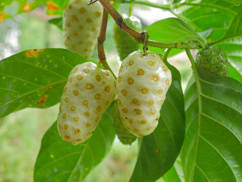 Fresh mature noni fruit hanging on a tree, nearly ripe, white skin with yellowish spots, tropical plant traditionally used in herbal remedies, and wellness concepts, buah mengkudu, Morinda citrifolia