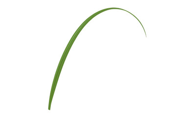 Green curving blade of grass isolated on transparent background, symbolizing nature, growth, and freshness