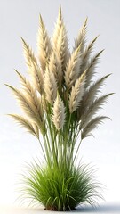 Fototapeta premium Close-up of decorative pampas grass with feathery plumes on white background