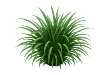 Green ornamental grass tuft showing lush foliage. Growing plant for garden, park landscaping, transparent background