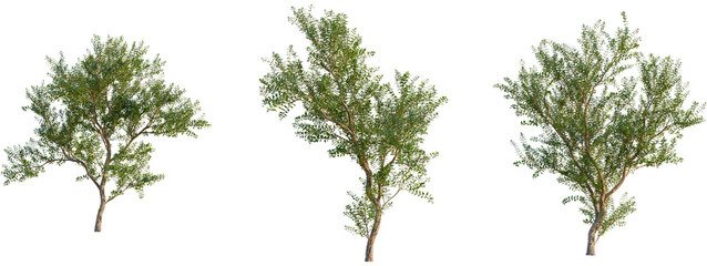 Fuchsia magellanica tree, front view, cutout, transparent background, isolate, A young girl playing with a wooden toy train on a wooden floor, happy childhood