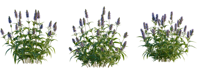 Nepeta nervosa tree, front view, cutout, transparent background, isolate, Lush green field with vibrant wildflowers, spring landscape, scenic view, nature beauty