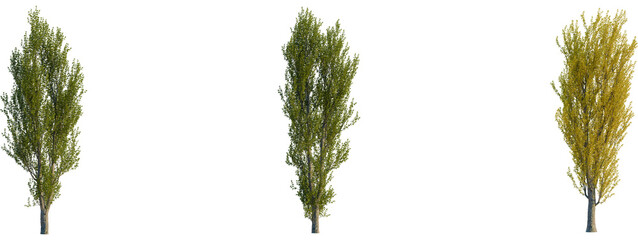 Populus nigra tree, front view, cutout, transparent background, isolate, Lone tree in vast field,...
