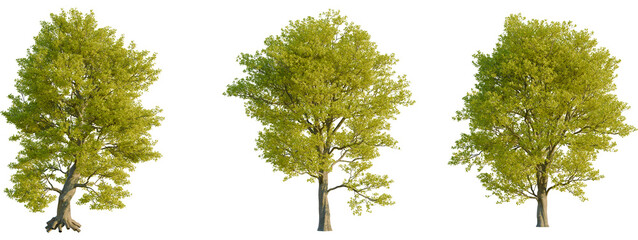 Quercus robur tree, front view, cutout, transparent background, isolate, Isolated birch tree with visible roots, natural landscape, scenic view, forest environment, serene atmosphere © KP Stock