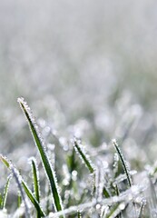Hoarfrost glittering on fresh green grass in a winter garden, reflecting cold sunlight and creating a serene, icy landscape