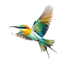 Obraz premium A bee-eater bird in mid-flight its colorful plumage against a clean white background. emphasizing its graceful movement and natural beauty. ideal for wildlife photography