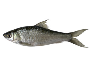 fresh fish , silver fish Siamese mud carp , one fish, thin-lips carp, Jullien's mud carp, isolated on white , transparent background png