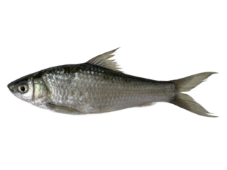 fresh fish , silver fish Siamese mud carp , one fish, thin-lips carp, Jullien's mud carp, isolated on white , transparent background png