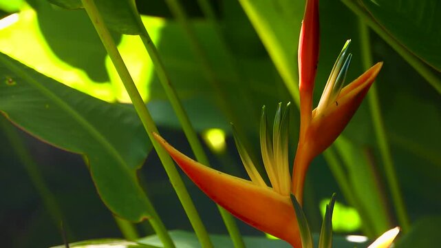Tropical Heliconia flowers in Maui Hawaii