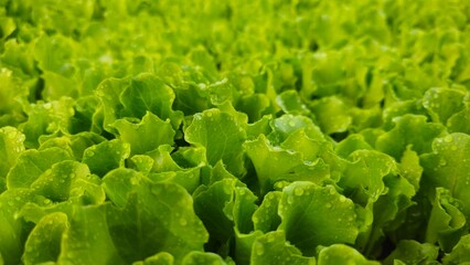fresh lettuce in a garden. Vegetable garden in the backyard. fresh salad. Vegetable seedlings, Salad seedlings