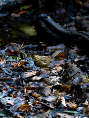 枯葉に立つアオジ