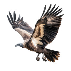 Obraz premium A majestic vulture in mid-flight. its expansive wingspan against a clean white background. symbolizing freedom and natures beauty. ideal for wildlife and conservation themes