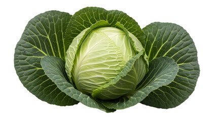 Fototapeta premium Cabbage head isolated on transparent background