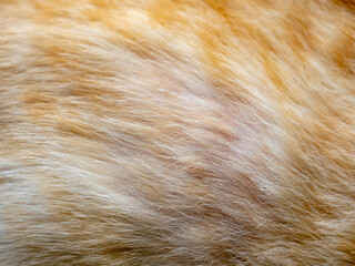 Orange Cat Fur Macro: Ginger Feline Coat Texture Close-up Soft Fluffy Hair Detail Background Abstract
