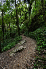 Obraz premium Walking path view into a lushy green forest area.