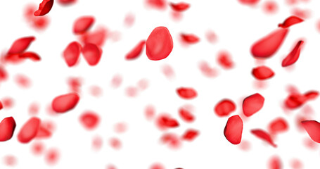 Red rose petals sway in the wind. Isolated on alpha background. 3D rendering.