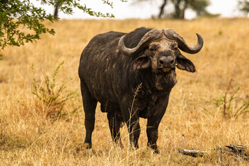 Serengeti National Park, Tanzania: Cape Buffalo Portrait in the African Savanna