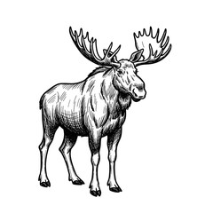 Fototapeta premium Moose standing proudly with large antlers in a detailed illustration