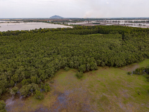 Tra Su floating forest in An Giang province, Vietnam 