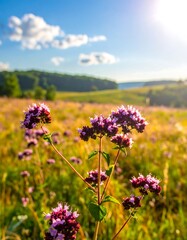 Obraz premium Close-up of purple wildflowers in a sun-drenched field with distant trees under a bright sky