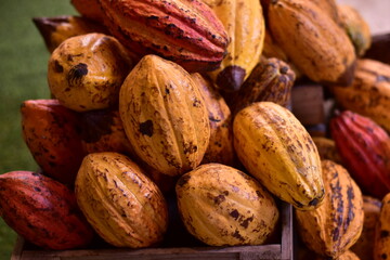 vibrant pile of ripe cacao pods in various shades of yellow, orange, and green, Colorful cocoa pods growing on cacao tree in tropical plantation