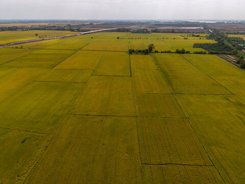 Rice fields, Chau Doc, Vietnam